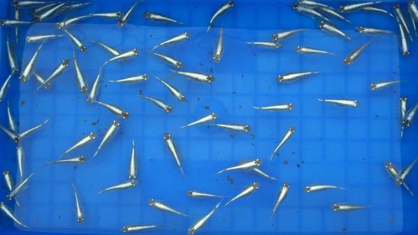 【E，park】幹之鉄仮面（フルボディ）の仔100匹＋α（10匹）100