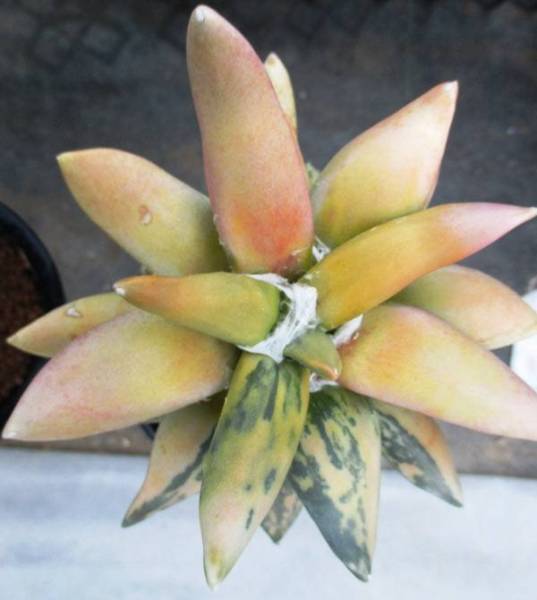 サボテン　多肉植物 　玉牡丹錦