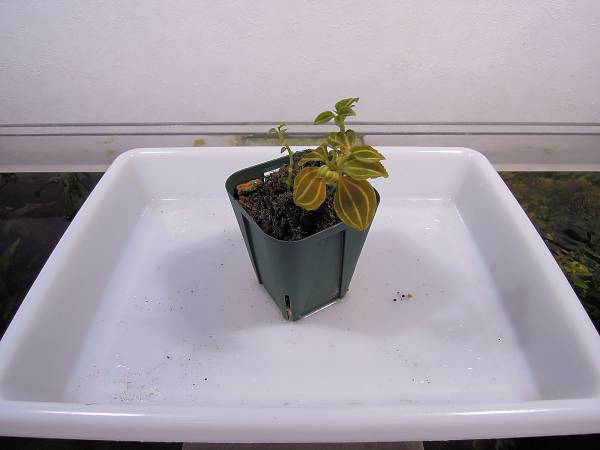 ☆27☆　Kuhlhasseltia sp.　マレーシア産