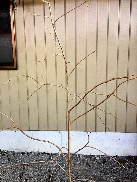 かみやましだれ桜 一重咲き | 早咲き 神山しだれ桜 桜 大輪 接木苗