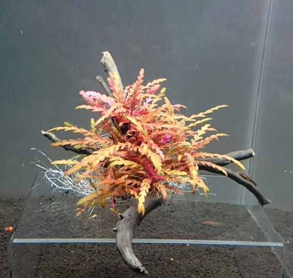 《ブランチ流木活着》ハイグロフィラSPラトナギリNo.7