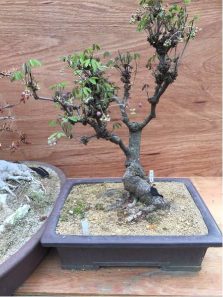 【盆栽】アケビ 高さ70 横46 奥行55cm（鉢込実寸※約）