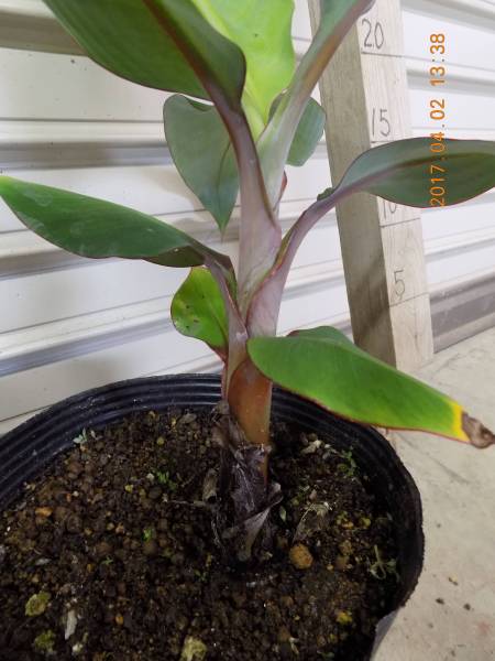 熱帯果樹　バナナ株分苗★ドワーフ・レッドジャマイカン★　赤Banana