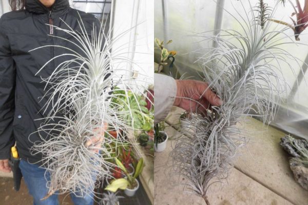 ＫＮ　特大チランドシア　テクトラム