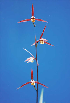 ё風ё　O-⑦寒蘭「恵(めぐみ)の新葉付の良株」4182