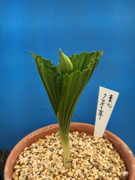 山野草、純白系（素心）クマガイソウ大花芽1芽 素心日本クマガイソウ花