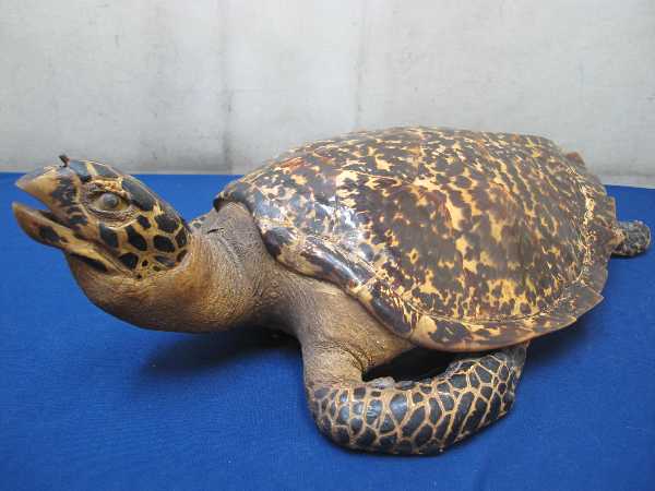べっ甲/鼈甲（タイマイ）亀 ウミガメ 剥製 壁掛け 全長63cm インテリア
