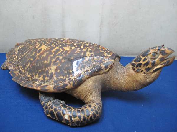 べっ甲/鼈甲（タイマイ）亀 ウミガメ 剥製 壁掛け 全長63cm インテリア