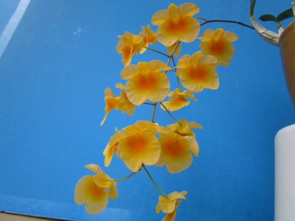 洋蘭 原種 デンドロ Den. aggregatum var majus ‘Florida Sunshine’　２　 ツボミ付