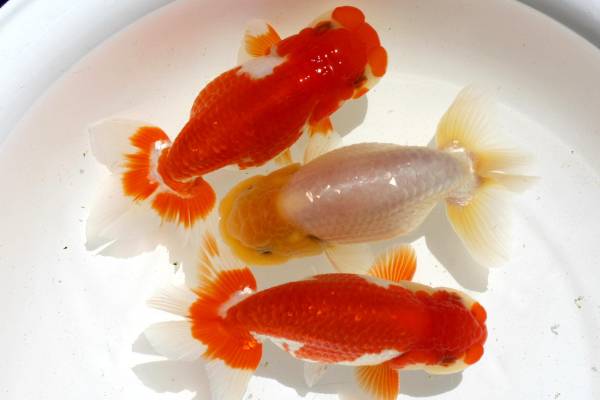 【MK-R】二歳魚、3尾セット、No，7272 らんちゅう