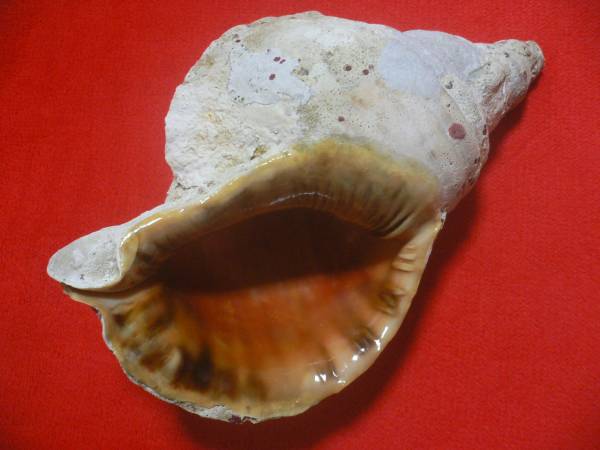 ☆沖縄の法螺貝☆No7☆ほら貝☆ホラガイ☆34.0cm・1460g☆ 法螺貝