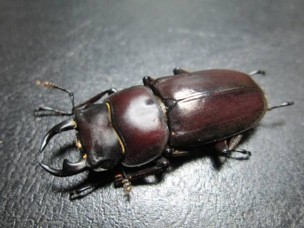 ヤエヤマコクワガタ成虫PA　♂３２mm x ♀３２mm　即ブリ　　イベント告知あり