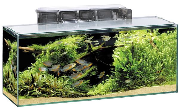 ジェックス グラステリアスリム600 6点セット　癒し　アクアリウム　熱帯魚　水草　ペット　水槽　インテリア　