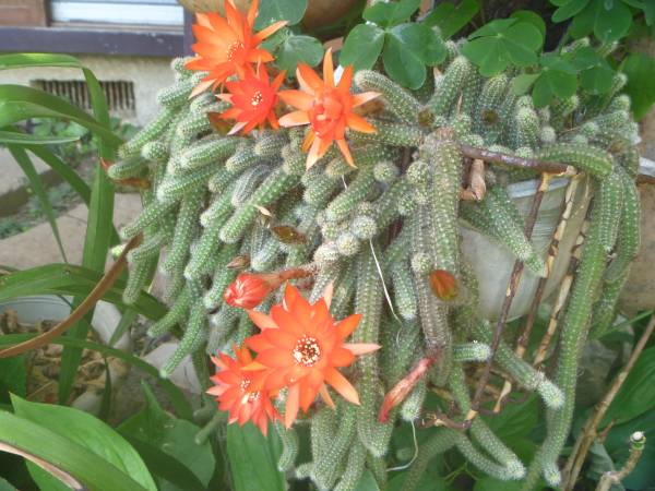 紐タイプの花サボテン 白檀 発根苗 多肉植物 サボテン 売買されたオークション情報 Yahooの商品情報をアーカイブ公開 オークファン Aucfan Com