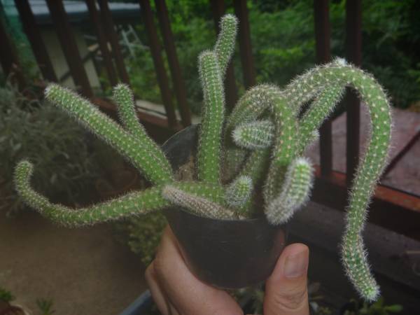 紐タイプの花サボテン 白檀 発根苗 多肉植物 サボテン 売買されたオークション情報 Yahooの商品情報をアーカイブ公開 オークファン Aucfan Com