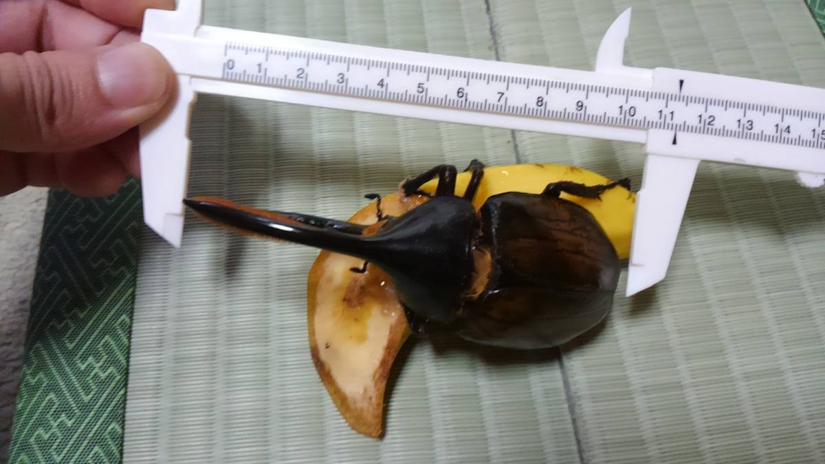 仙台　ヘラクレスリッキー　新成虫♂×1頭　　