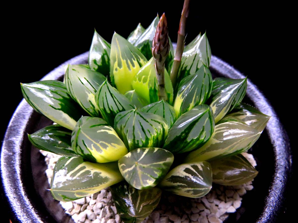 多肉植物 ハオルチア 緑水晶 多肉植物 ハオルチア 花水晶（緑
