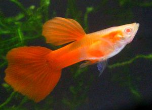 17年08月 グッピーのヤフオク の相場 価格を見る ヤフオク のグッピーのオークション売買情報は562件が掲載されています