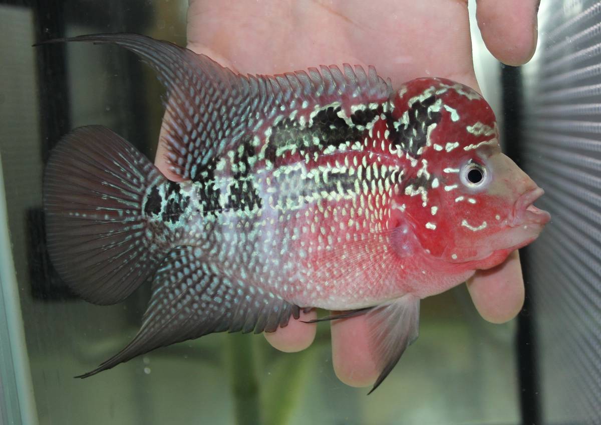熱帯魚 フラワー ホーン 種類の通販 フラワーホーンの種類と飼育方法 