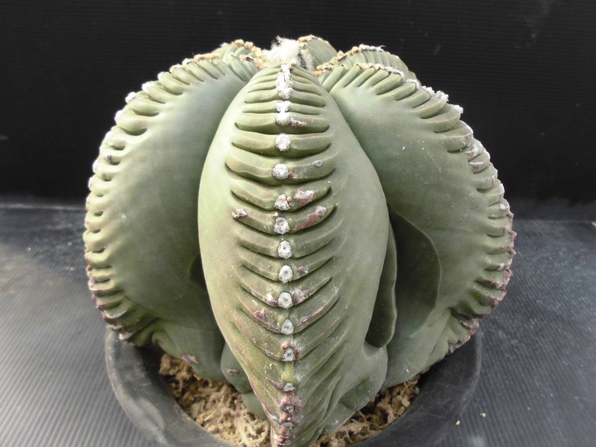 サボテン☆174：亀甲ヘキラン