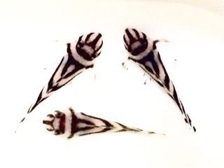 m201202644.2