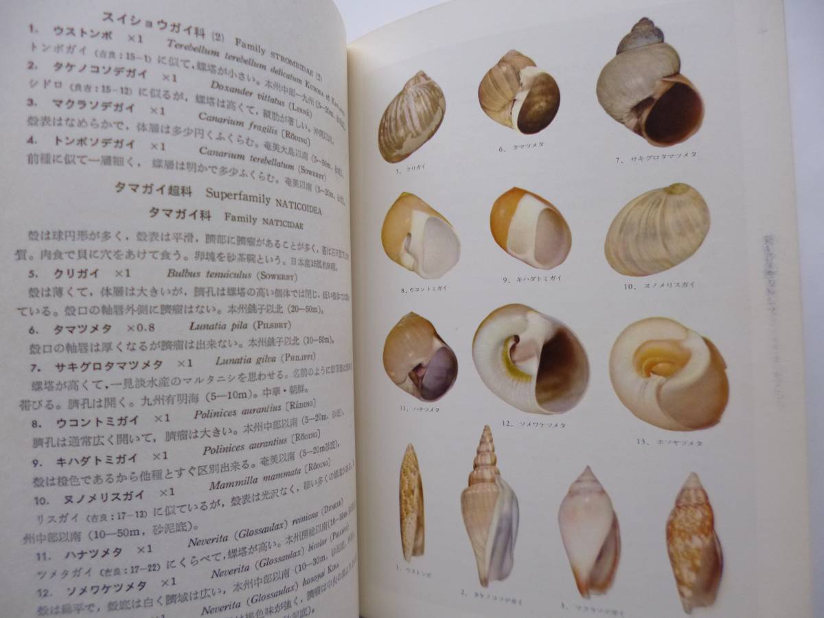 2288　続・原色日本貝類図鑑 波部忠重 著 保育社 S.41 最終出品_8