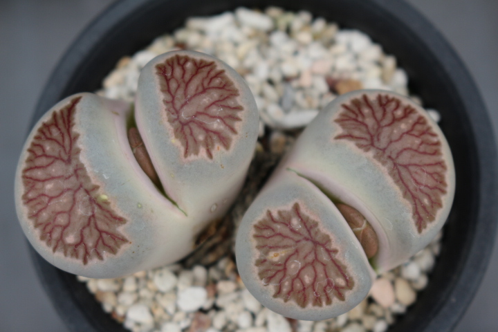 サボテン　多肉植物　リトープス　菊章玉