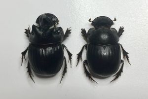 ①鹿児島県産ダイコクコガネ特大ペア ダイコクコガネのYahoo!オークション(旧ヤフオク!)の相場・価格を見る