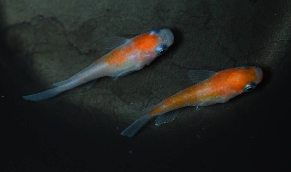 『大空めだか』　 ~レア個体~　あけぼの紅白半ダルマメダカ　1ペア