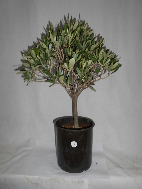 オリーブの木　　シプレッシーノ　鉢入り　香川県のオリーブ、SOUJU（創樹）観賞用オリーブ　玉作りタイプ
