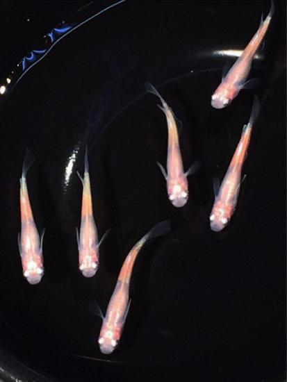 《kunisuppon》 体内光めだか (2.6㎝位)3ペア 固定率99%