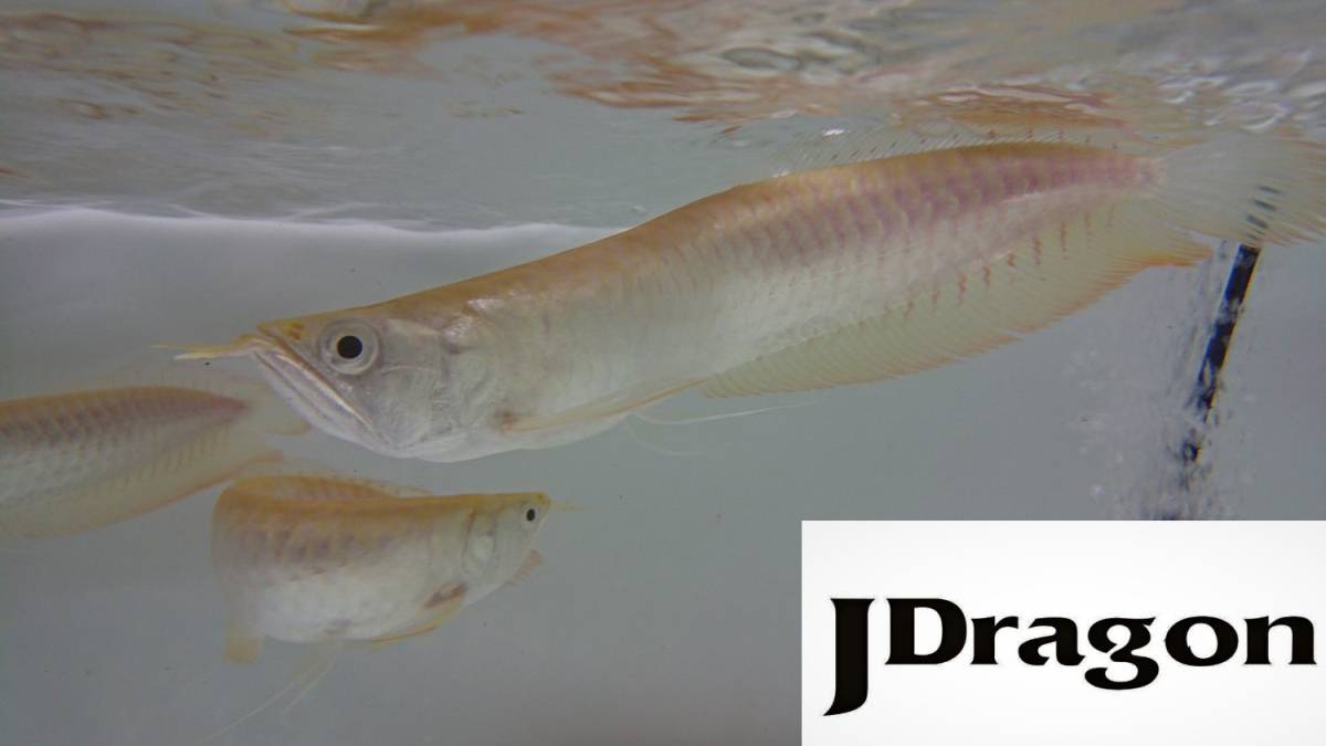 特価！！プラチナアルビノシルバーアロワナ 23～27ｃｍ アジアアロワナ・アクリル水槽・淡水 プラチナアルビノシルバー アルビノシルバーアロワナ |（熱帯魚）アルビノシルバーアロワナ dショッピング アクアショップ魚力