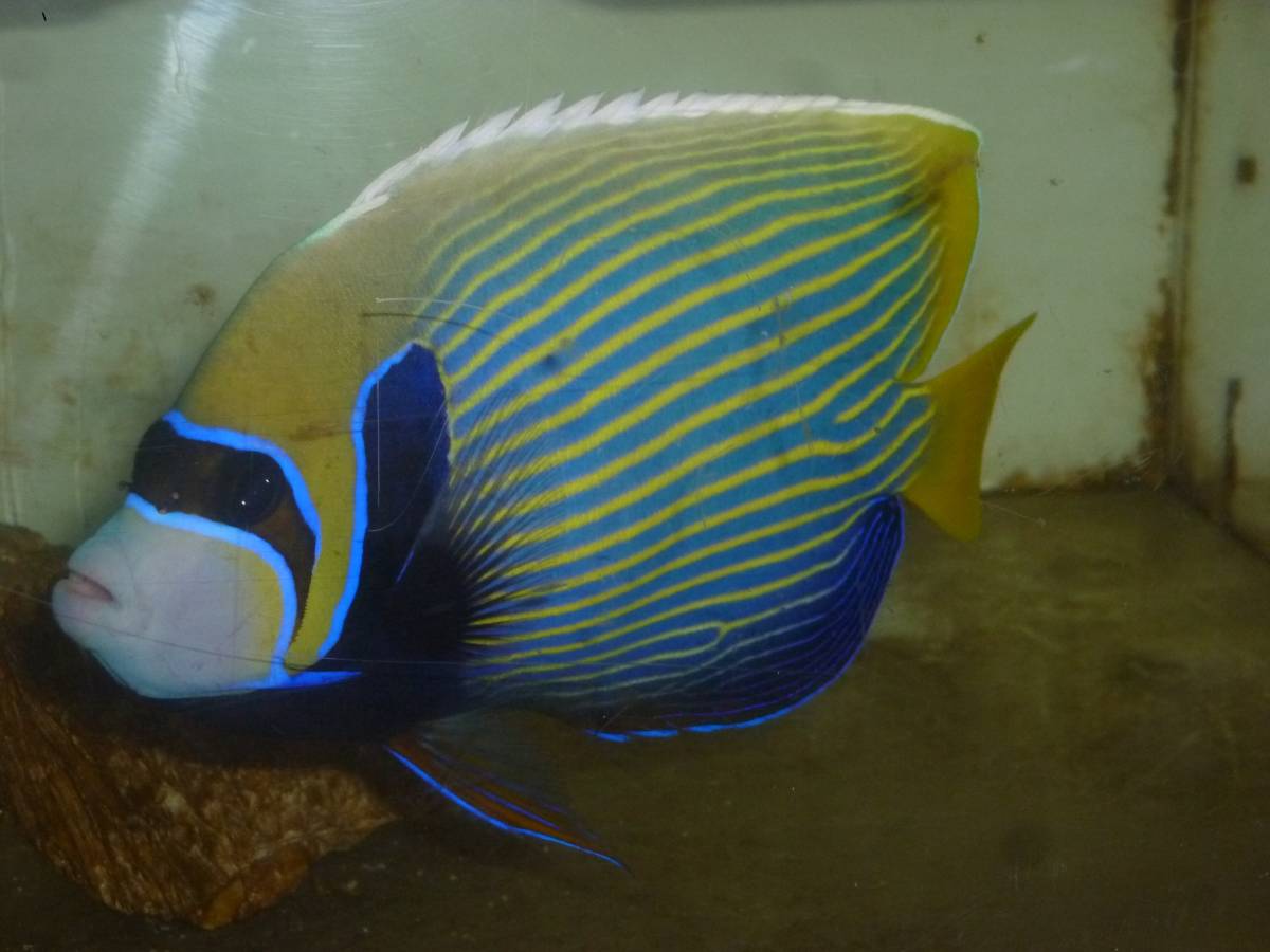 特大～１８ｃｍ前後　タテジマキンチャクダイ