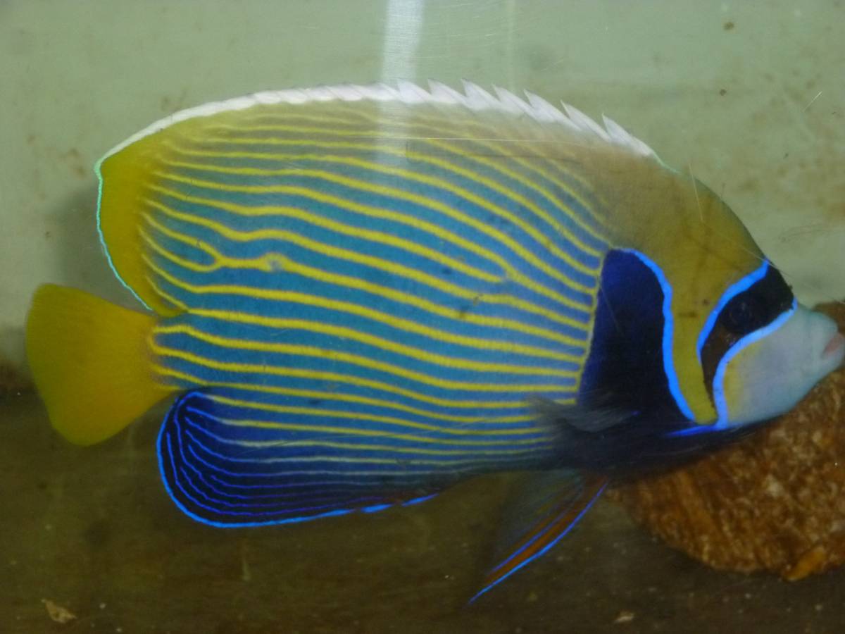 タテキン 特大～１８ｃｍ前後　タテジマキンチャクダイ ラージサイズ 17-18ｃｍ± 元気 かわいい （同梱可） タテジマ