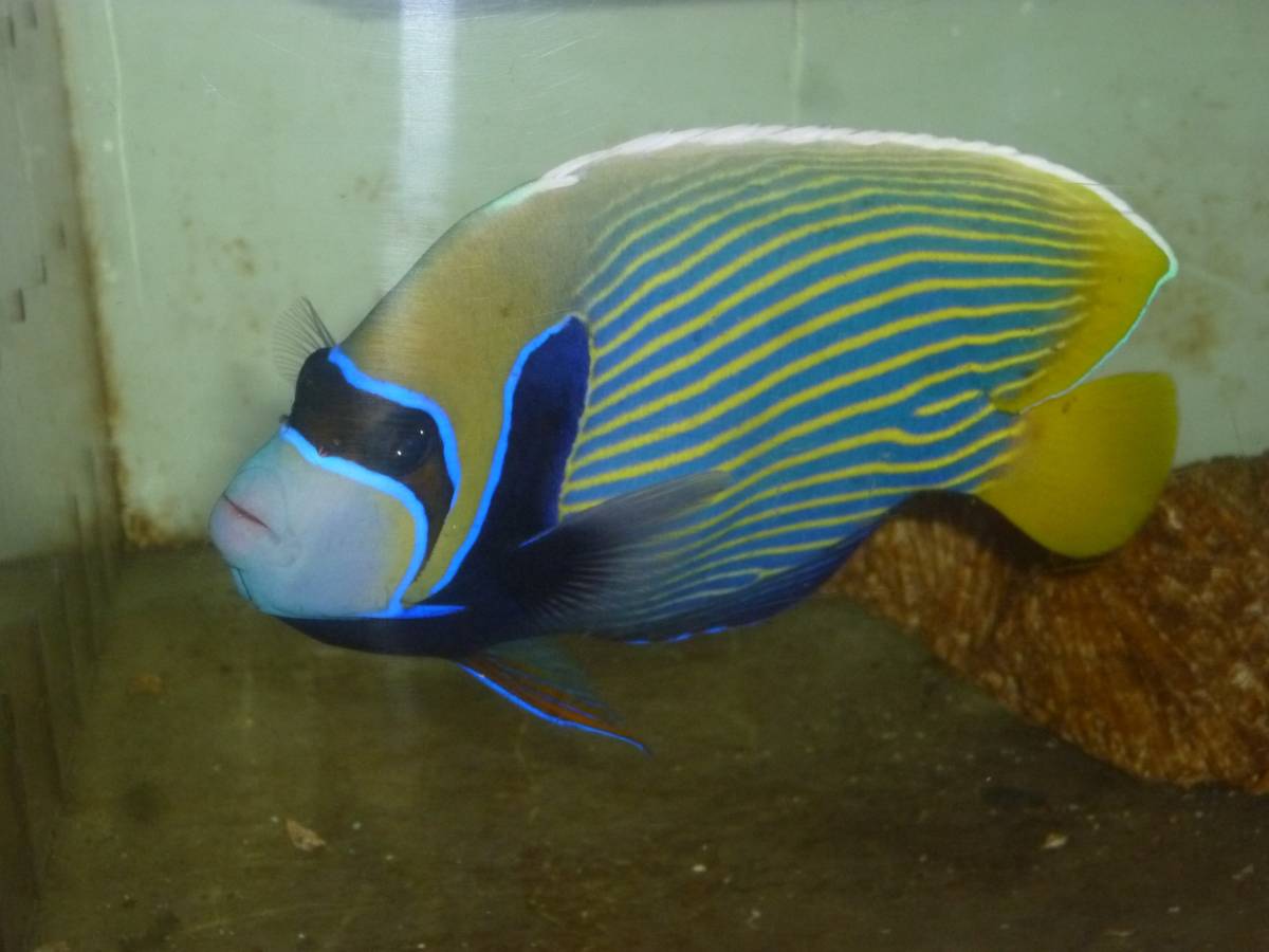 タテキン 特大～１８ｃｍ前後　タテジマキンチャクダイ ラージサイズ 17-18ｃｍ± 元気 かわいい （同梱可） タテジマ