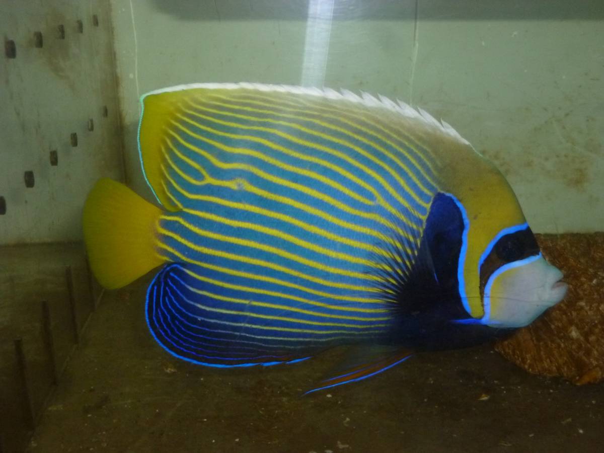 タテキン 特大～１８ｃｍ前後　タテジマキンチャクダイ ラージサイズ 17-18ｃｍ± 元気 かわいい （同梱可） タテジマ