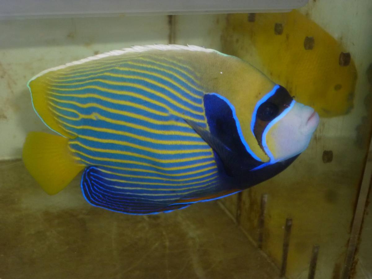 タテキン 特大～１８ｃｍ前後　タテジマキンチャクダイ ラージサイズ 17-18ｃｍ± 元気 かわいい （同梱可） タテジマ