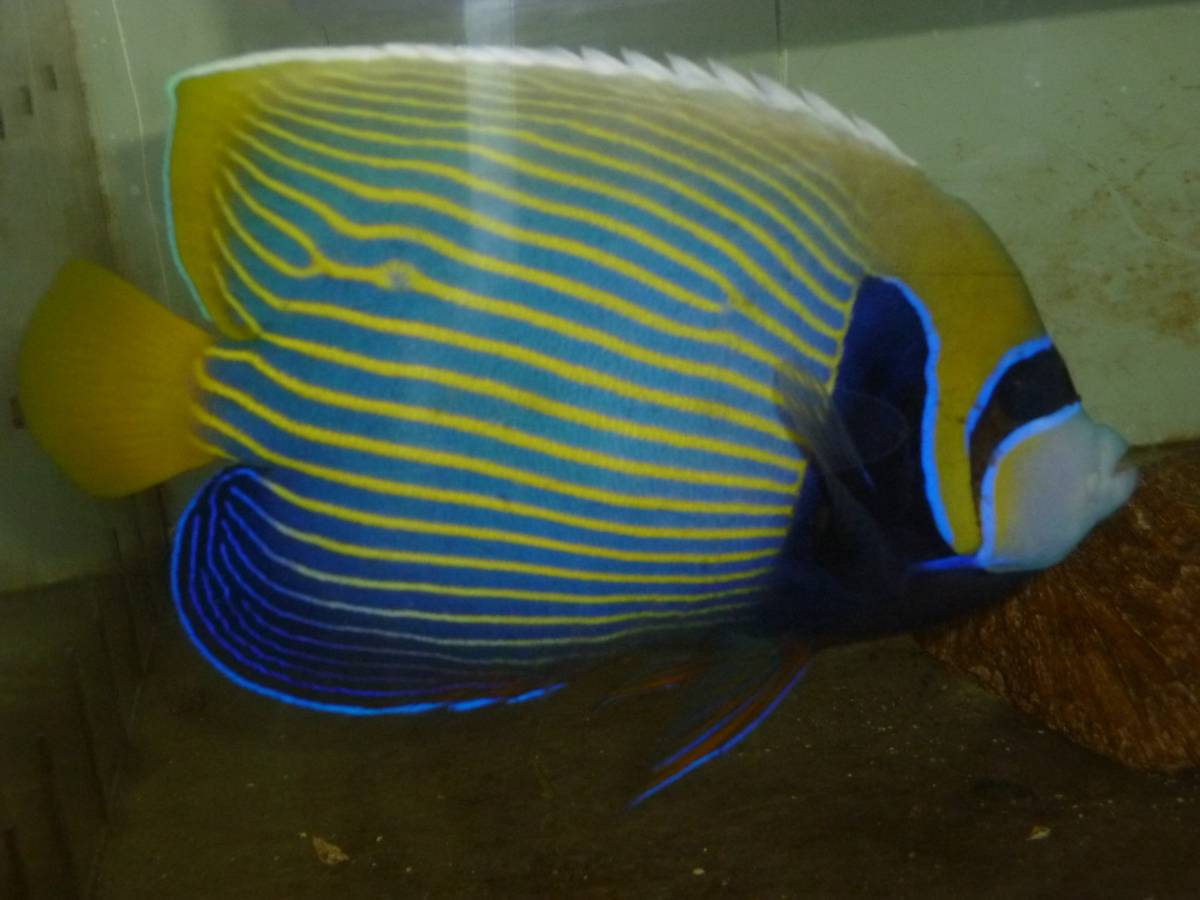 タテキン 特大～１８ｃｍ前後　タテジマキンチャクダイ ラージサイズ 17-18ｃｍ± 元気 かわいい （同梱可） タテジマ