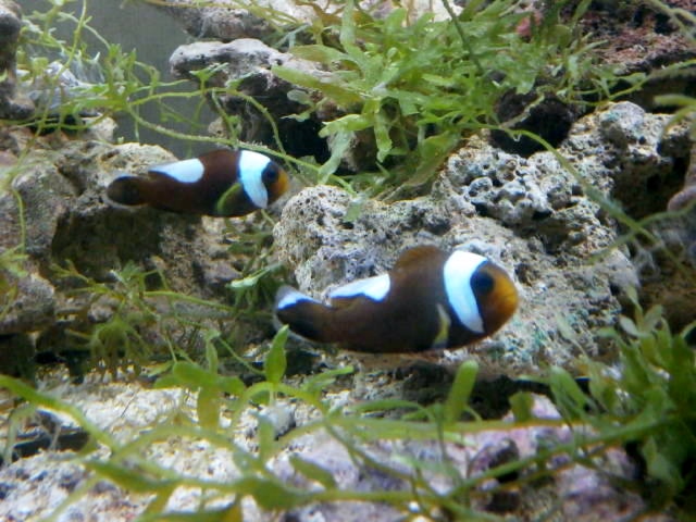 ■セット販売　トウアカクマノミ2匹とイソギンチャク　　本州の送料無料