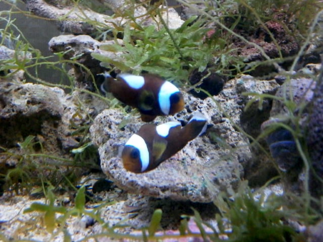 ■セット販売　トウアカクマノミ2匹とイソギンチャク　　本州の送料無料