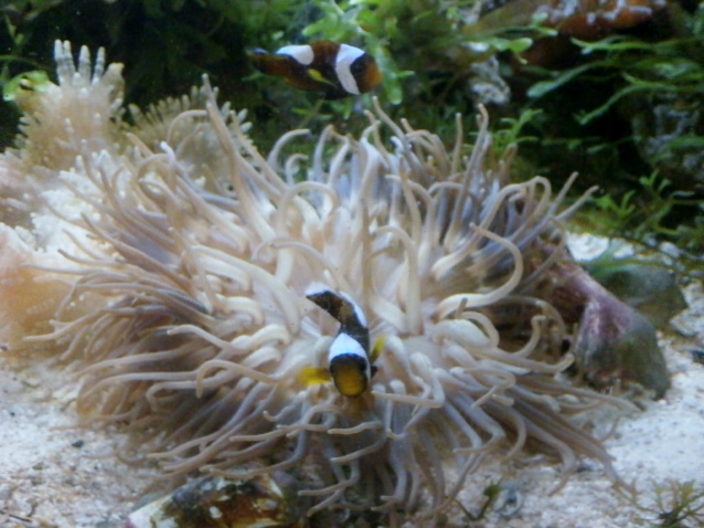 ■セット販売　トウアカクマノミ2匹とイソギンチャク　　本州の送料無料