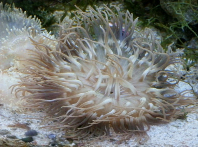 ■セット販売　トウアカクマノミ2匹とイソギンチャク　　本州の送料無料