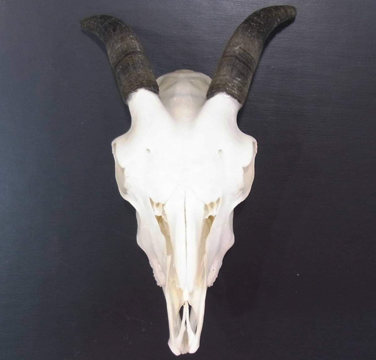 ヤギの頭蓋骨 GOAT SKULL◇ 骨 ◇ 頭蓋骨 ◇本物 ヤギ ゴート 山羊