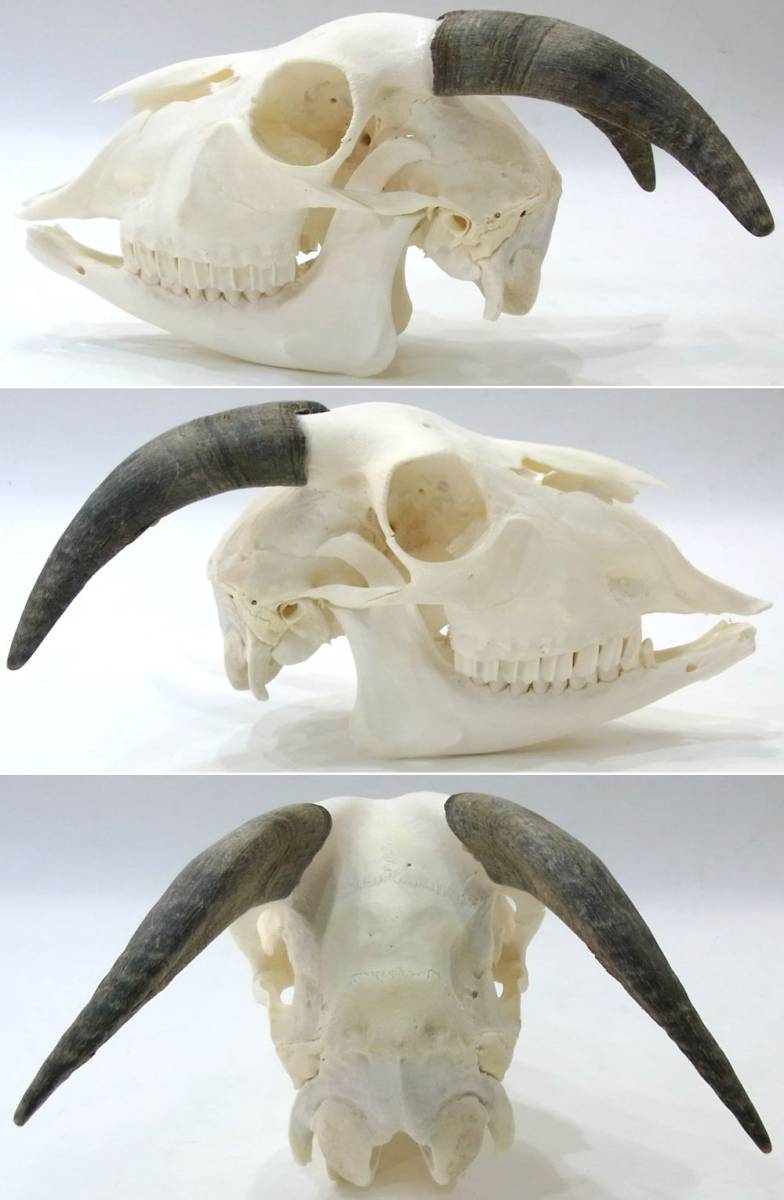 ヤギの頭蓋骨 GOAT SKULL◇ 骨 ◇ 頭蓋骨 ◇本物 ヤギ ゴート 山羊