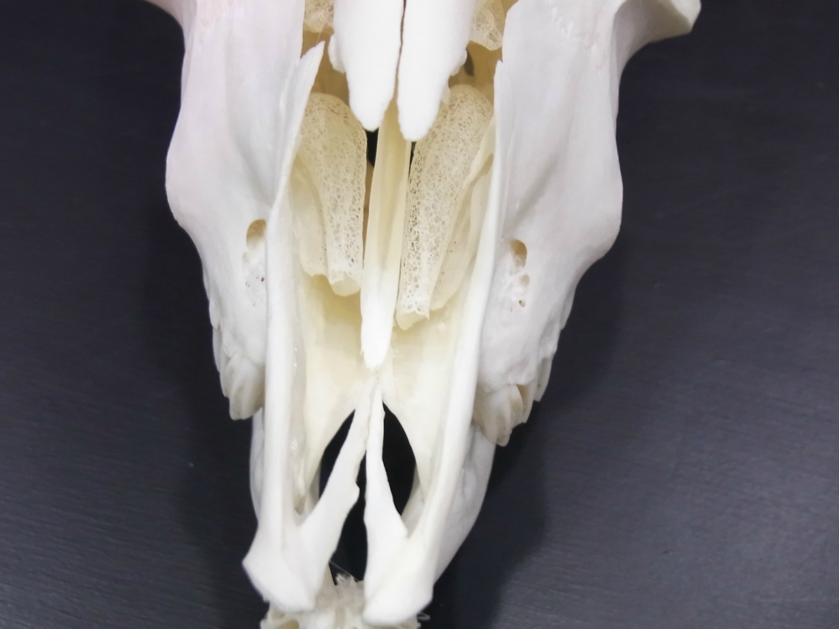 ヤギ 山羊 頭骨 頭蓋骨 骨格標本 ヤギの頭蓋骨 GOAT SKULL◇ 骨 ◇ 頭蓋骨 ◇本物 ヤギ ゴート 山羊