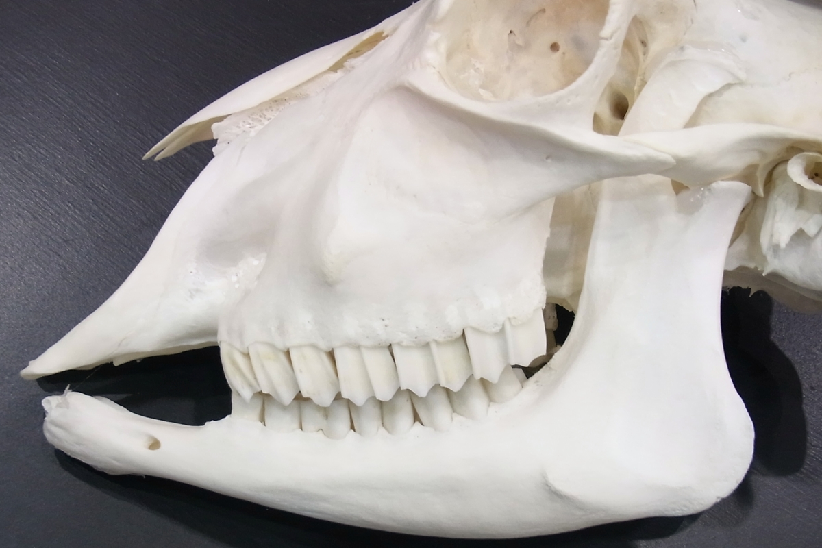 ヤギの頭蓋骨 GOAT SKULL◇ 骨 ◇ 頭蓋骨 ◇本物 ヤギ ゴート 山羊