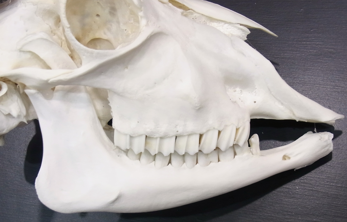 ヤギの頭蓋骨 GOAT SKULL◇ 骨 ◇ 頭蓋骨 ◇本物 ヤギ ゴート 山羊