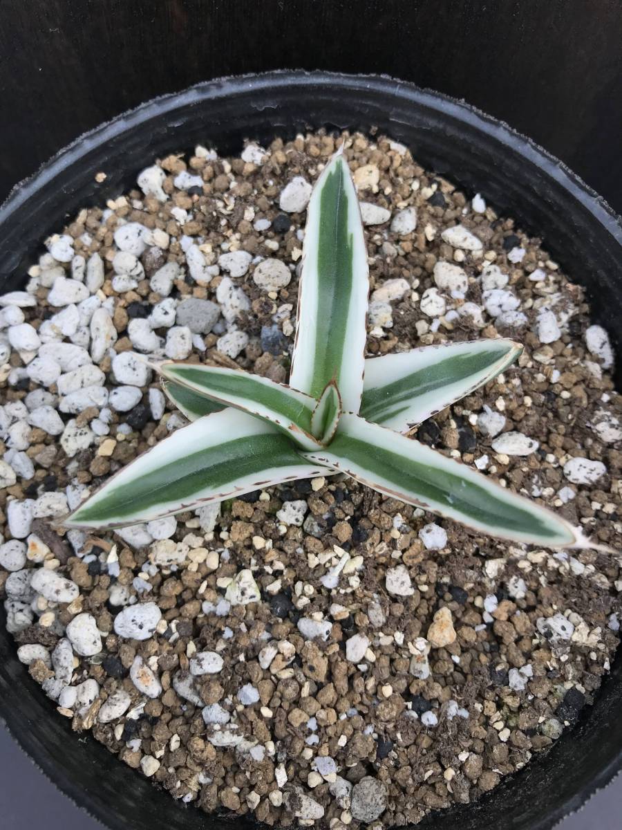 アガベ 氷山　 Agave Hyozan 　