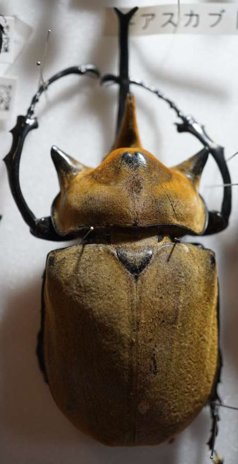 標本 300-53 産地不明 ギアスゾウカブト♂ 体長約123.6mm 訳有り特価