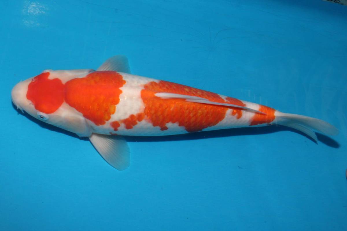 DIRECT鯉 室生産 ジャンボ当歳 紅白 36cm（0101-5） 大正三色 - 錦鯉